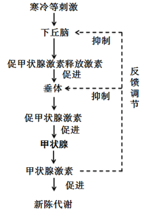 反馈机制图解