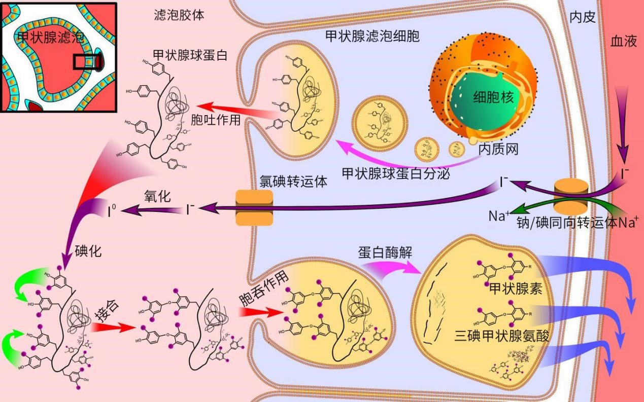 碘图解