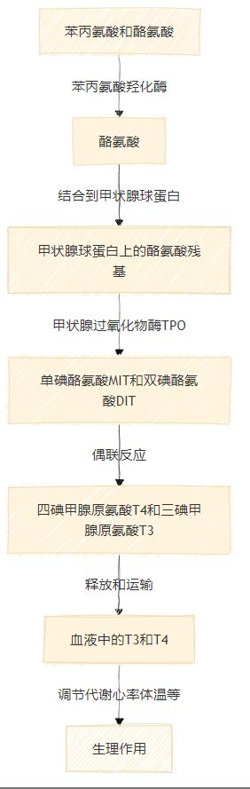 氨基酸转化图解