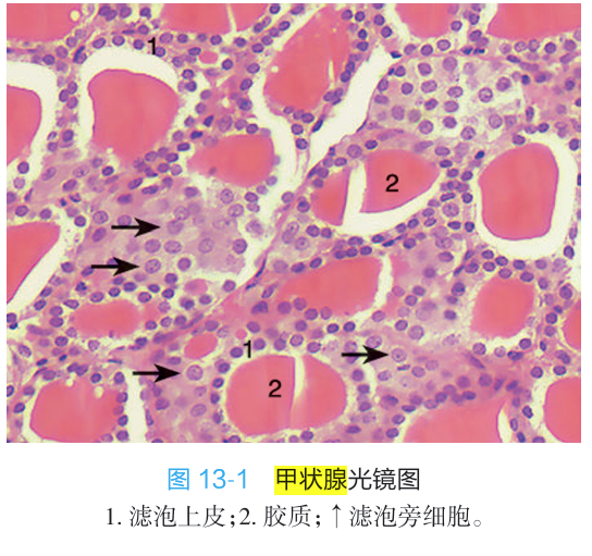 甲状腺图解