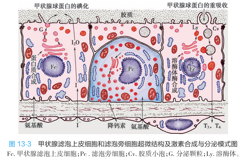 甲状腺激素合成释放流程图