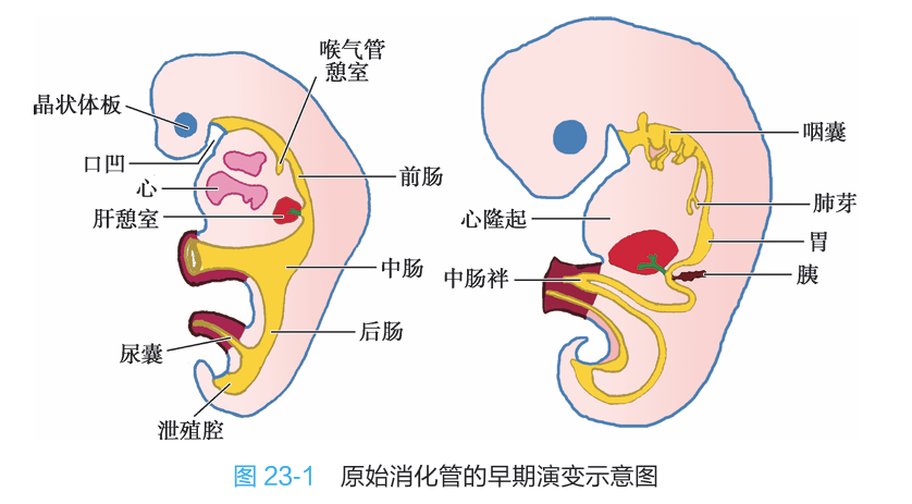 胚胎学图解