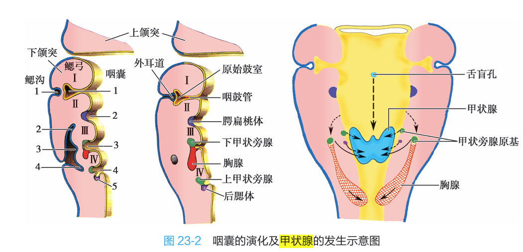 甲状腺的发生图解