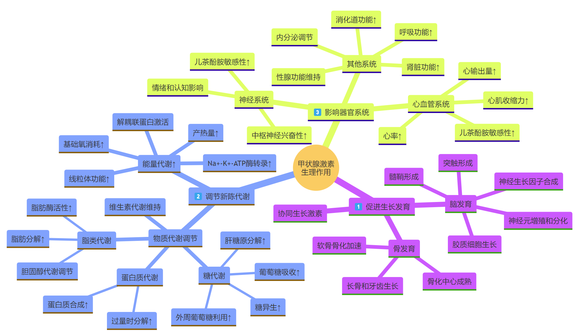 甲状腺激素作用Mindmap