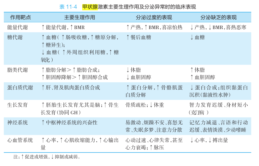 甲状腺激素生理作用