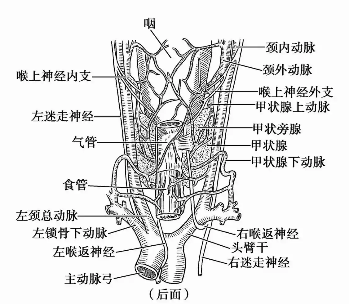 甲状腺血供图示