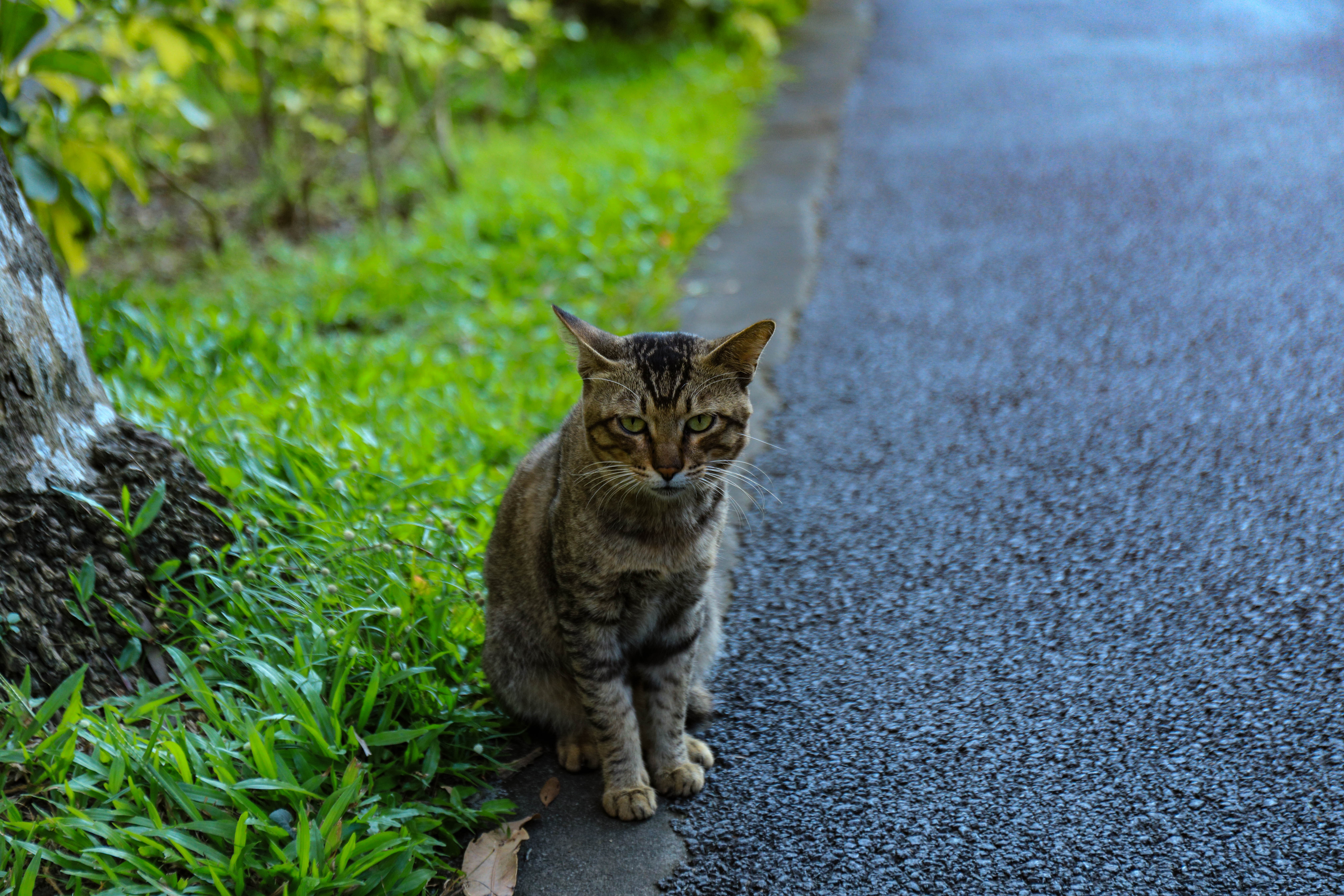 猫！！！！